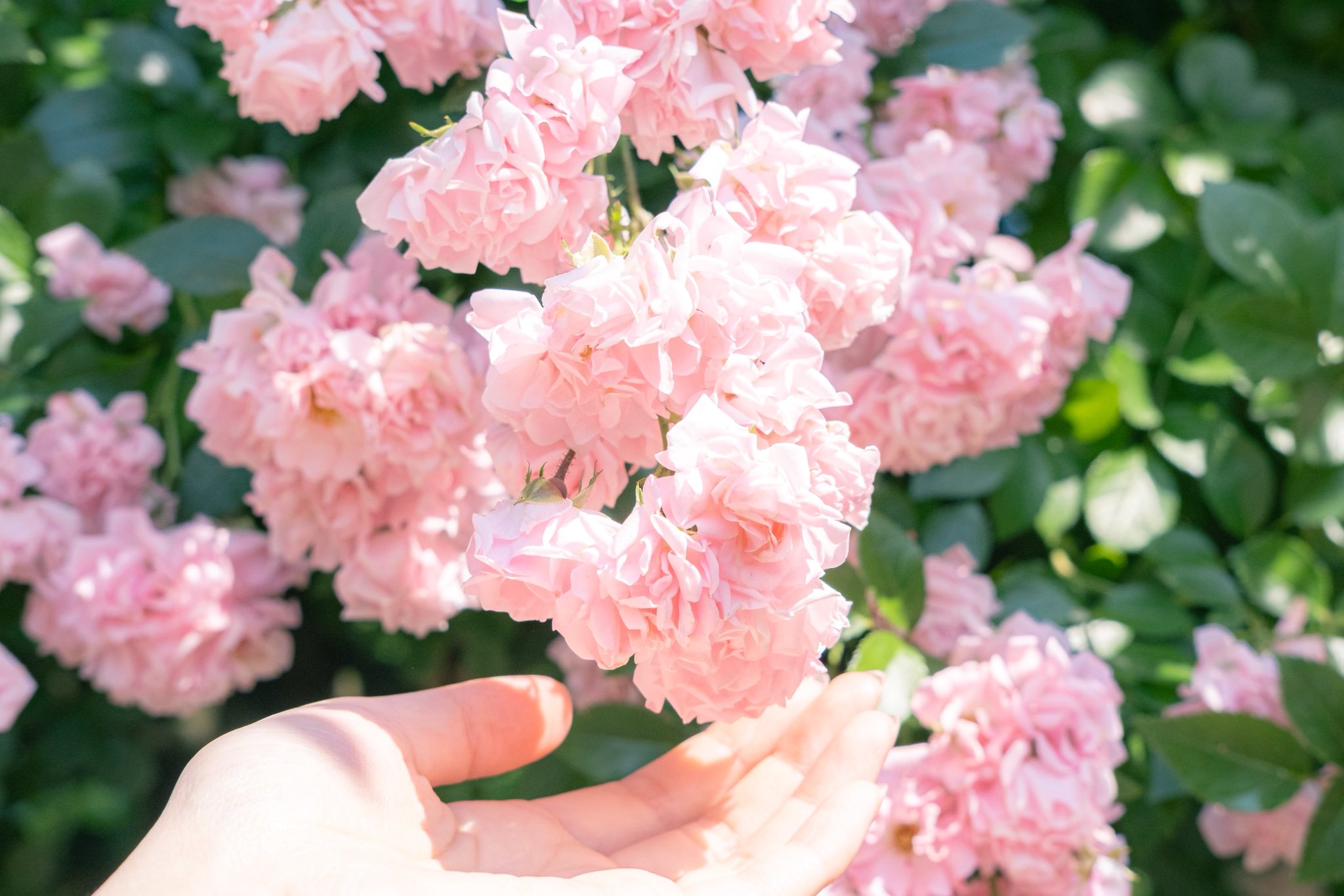 large picture of the cover