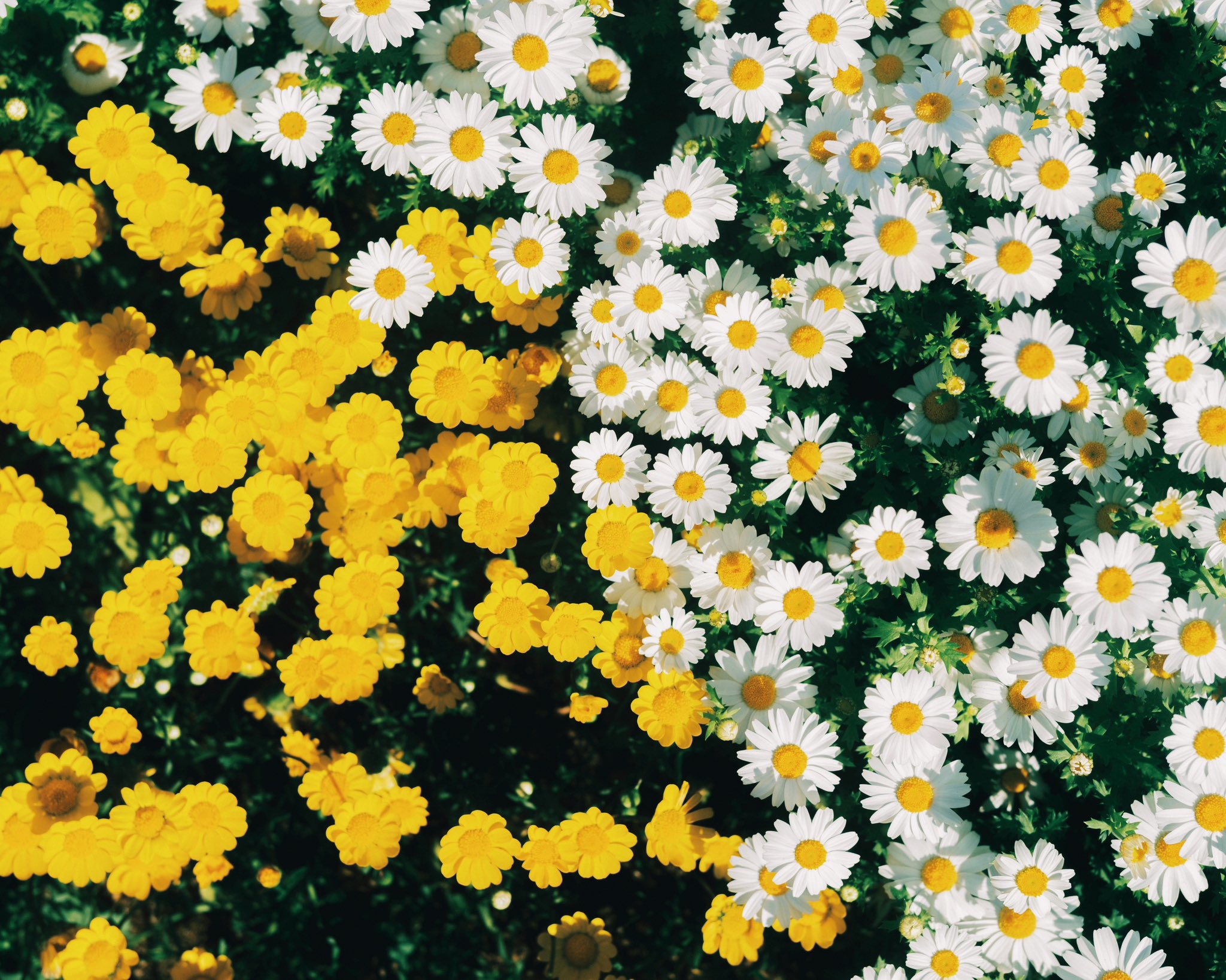 large picture of the cover